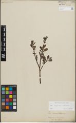 Foto von Salix lapponum L. x Salix silesiaca Willd.